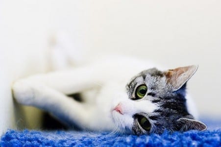 pets affect the value of a home