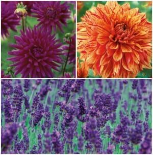 Dahlias, lavender, and orange flowers in a vibrant collage.