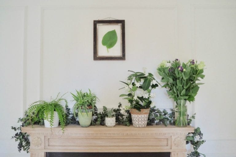 A stylish mantelpiece adorned with plants and a framed picture, perfect for showcasing your unique style or welcoming a guest blogger.