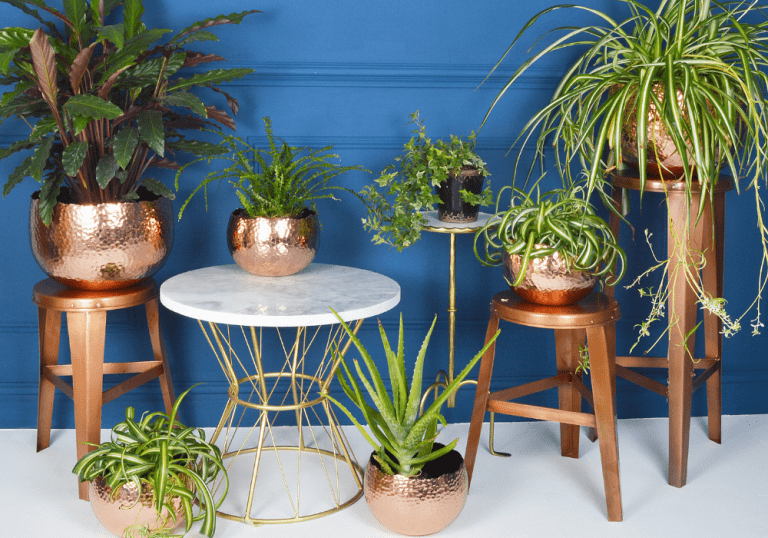 A group of copper potted plants on a table, perfect for indoor gardening.