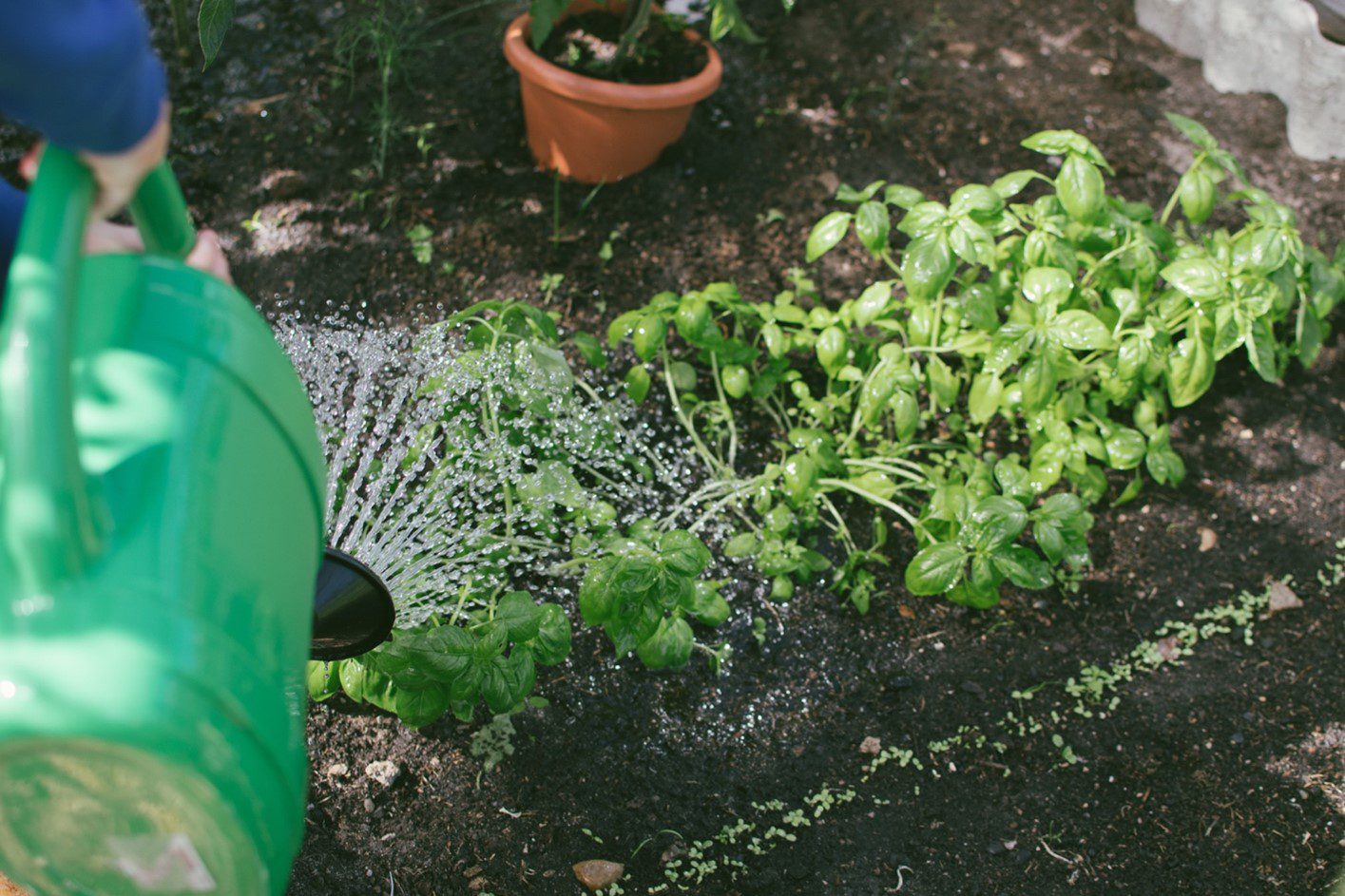 Person practicing safe gardening while watering a garden bed with a green watering can.