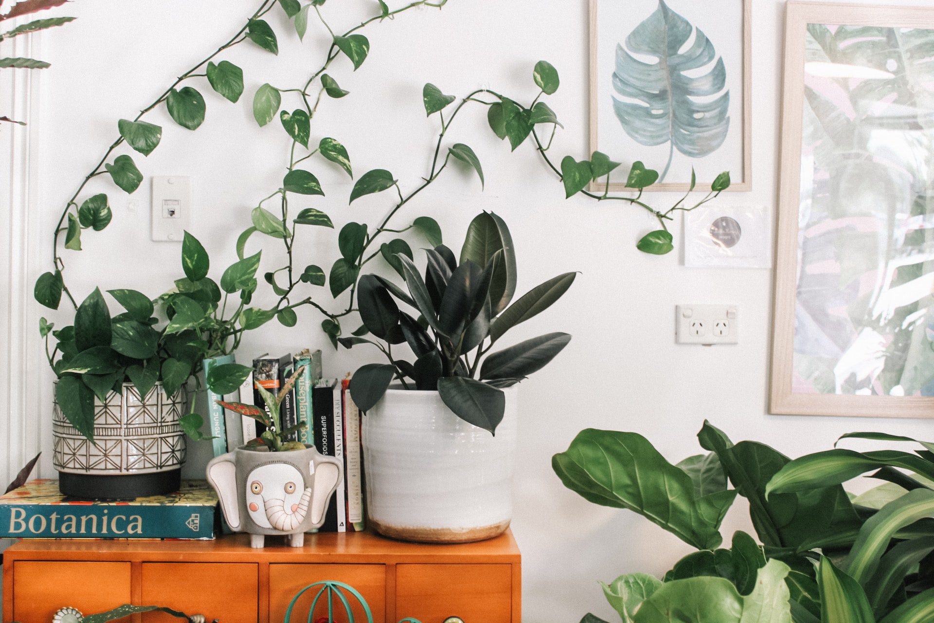 A cozy interior space with a vintage look, filled with a variety of lush houseplants, including vines and large-leaved species, displayed on and around a wooden cabinet.