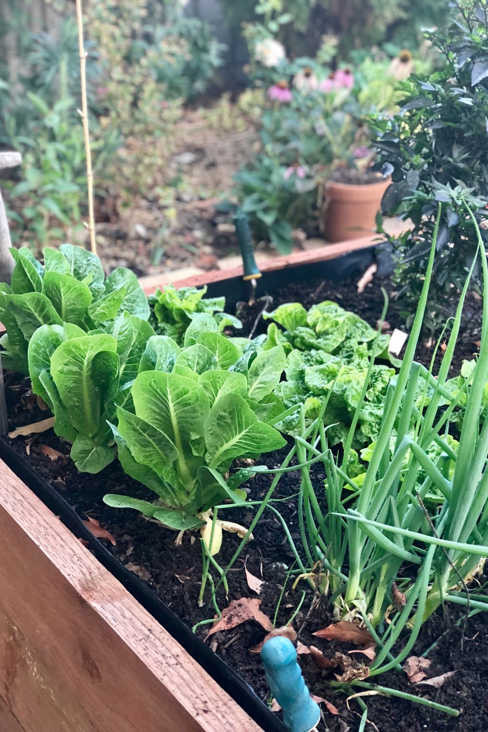vegetable garden in a low maintenance garden
