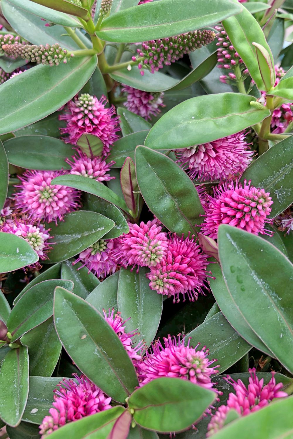 Close up image of a hebe evergreen shrub with pink flowers