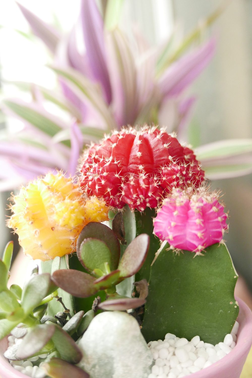 Colorful cacti in red, yellow, and pink sit in a pink pot surrounded by other green succulents, with a purple indoor flowering plant in the background.