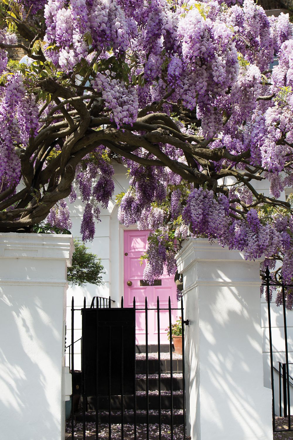 A charming white house ready for summer with a vibrant pink door, framed by a large, blossoming purple wisteria tree, behind a black iron gate and white fencing.