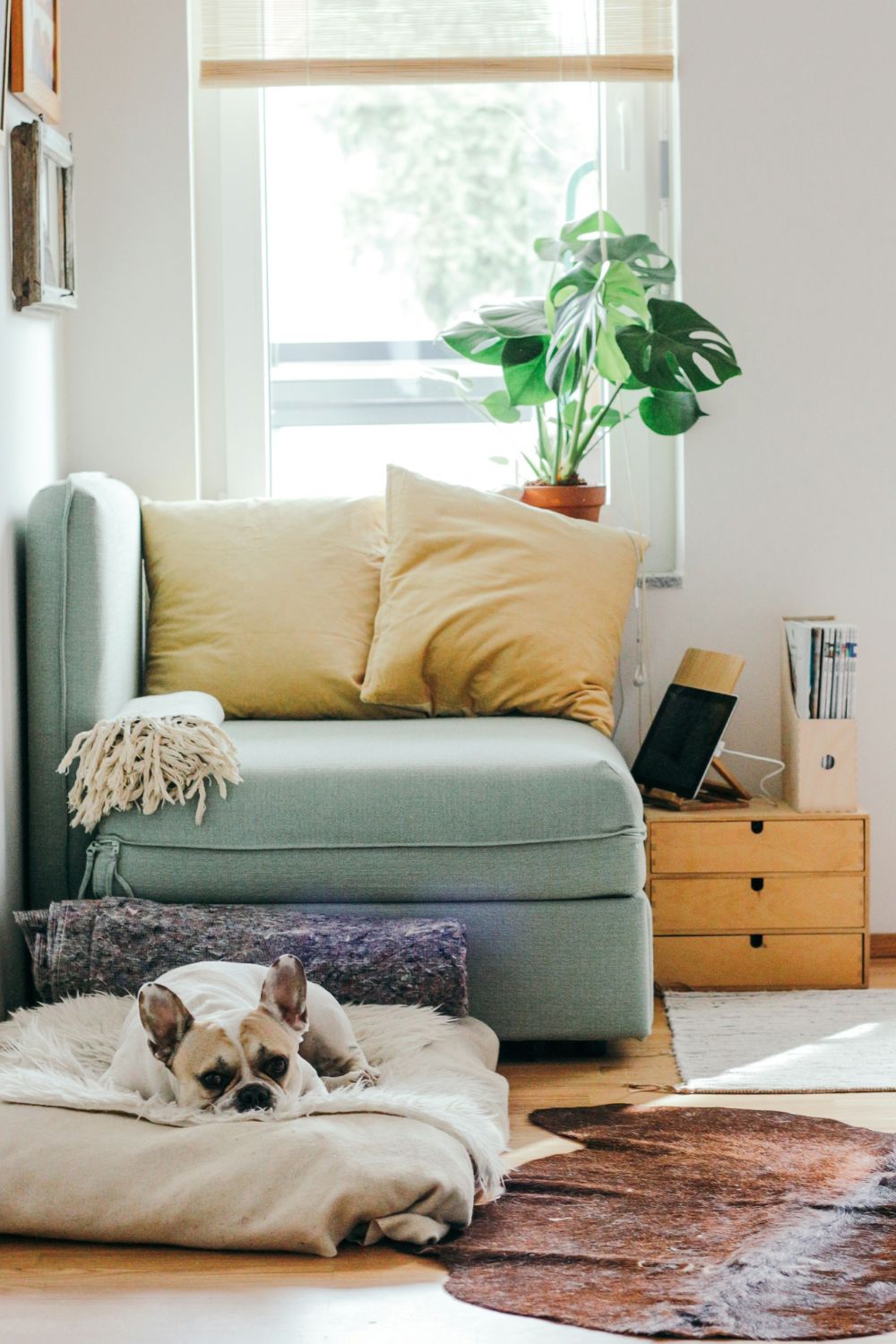 16 Home Renovation Ideas for Dog Owners