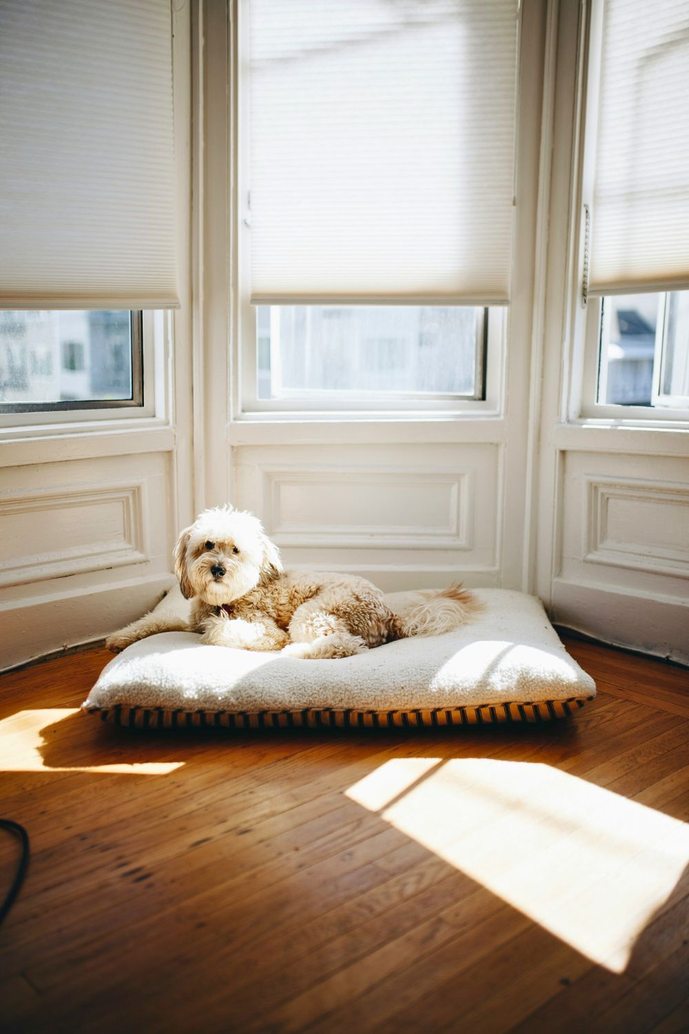 5 Features of a Well-Designed Pet-Friendly Space
