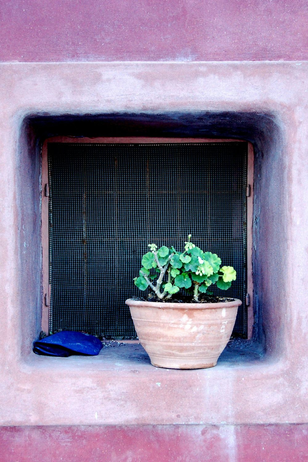 Faded pink wall with screened window and plant pot