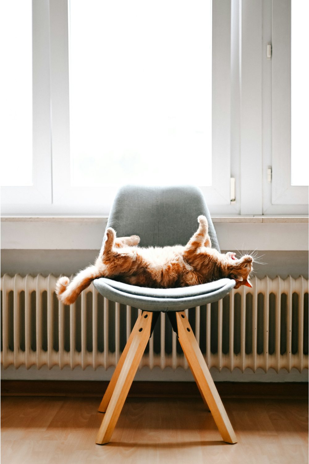 Yawning ginger cat reclining on blue chair in front of a white radiator and large window