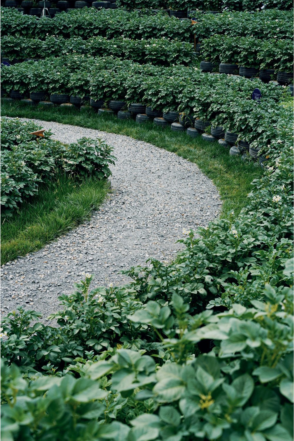 A curving gravel path lined with rows of green plants growing from black tyres