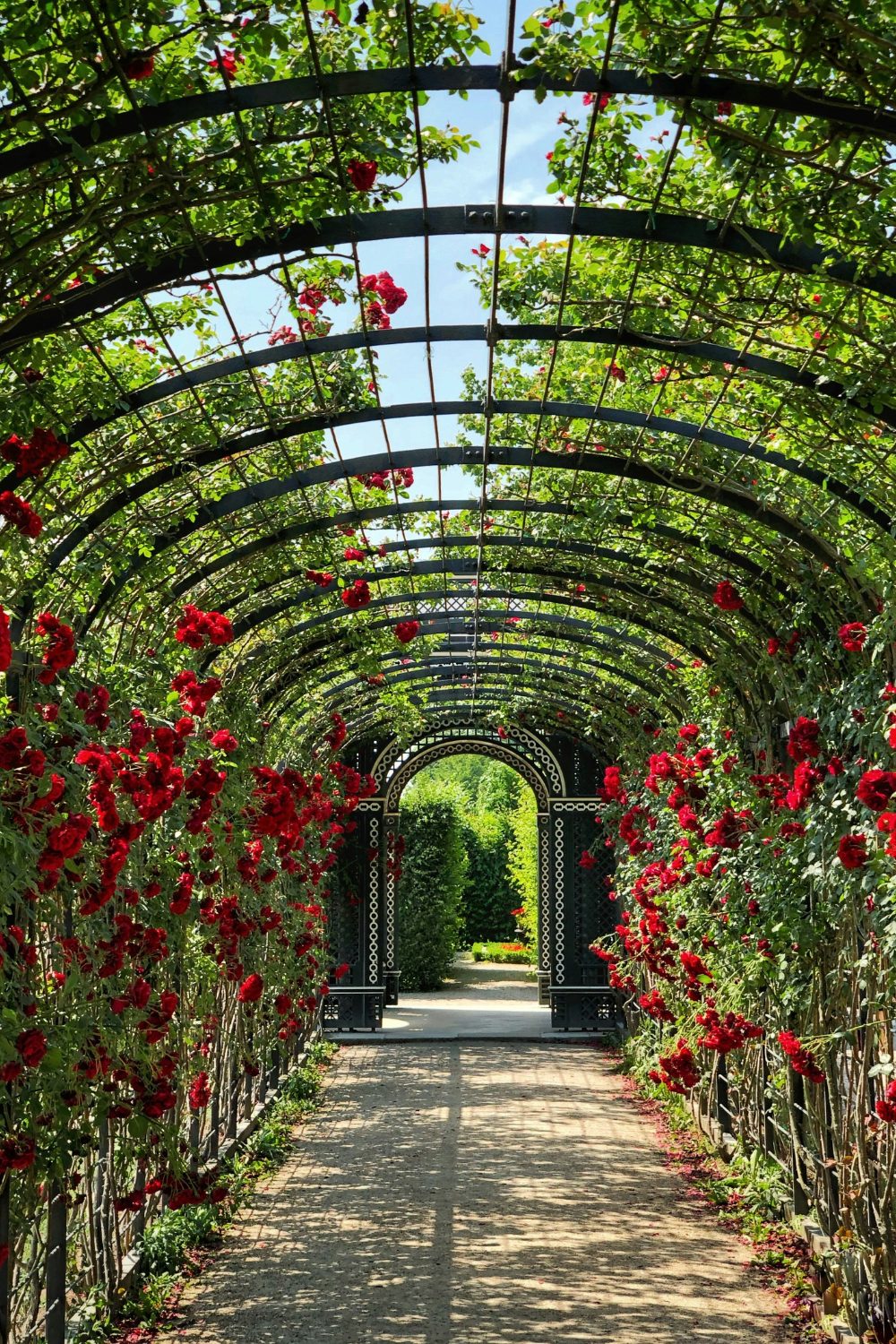 Red flowers growing over a long metal archway forming a garden tunnel