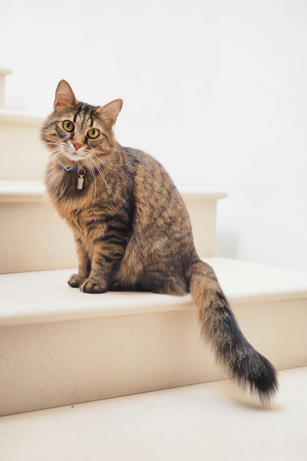 Brown and grey tabby cat sitting on white stairs