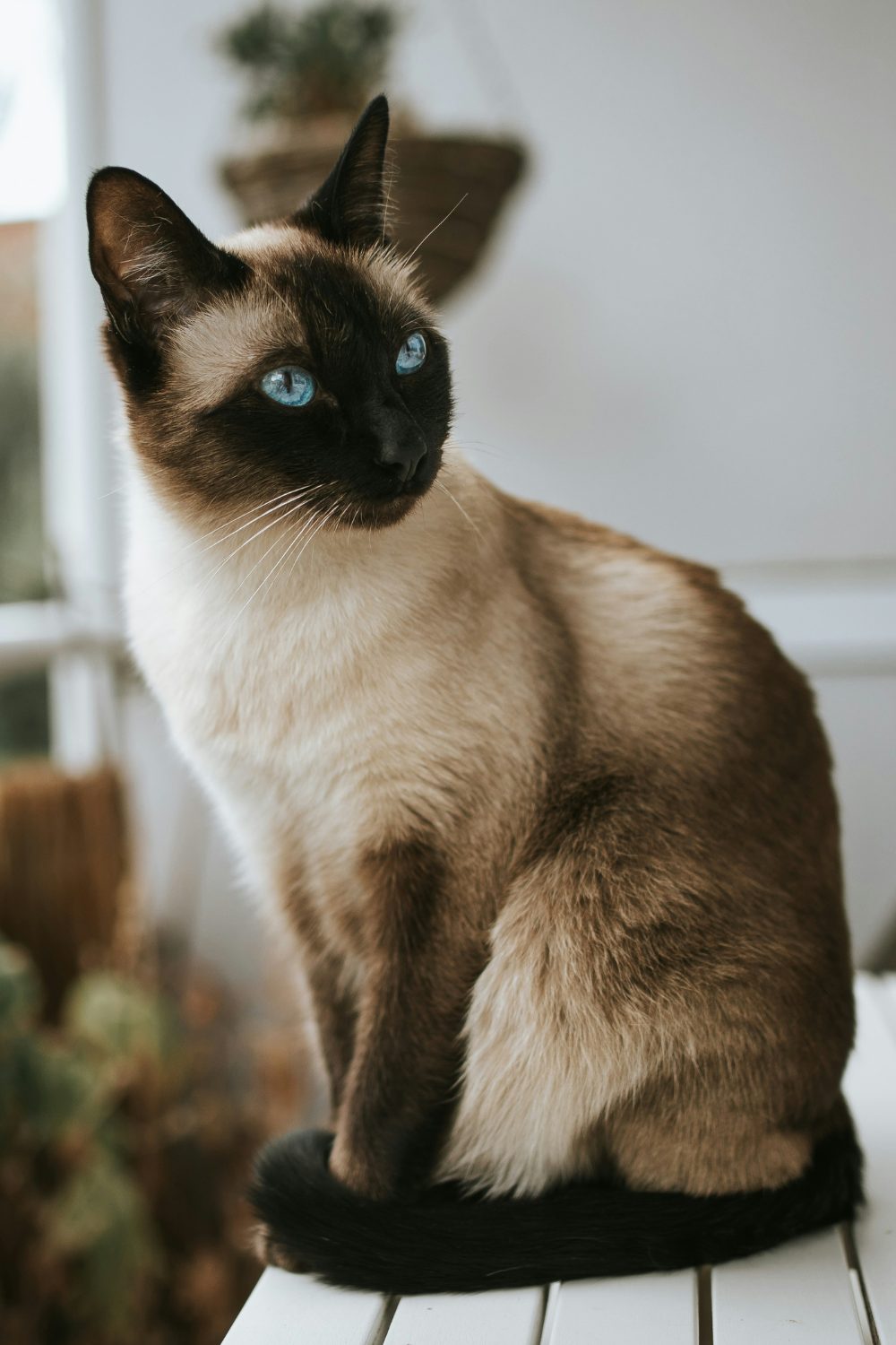 Siamese cat with blue eyes sitting on white porch