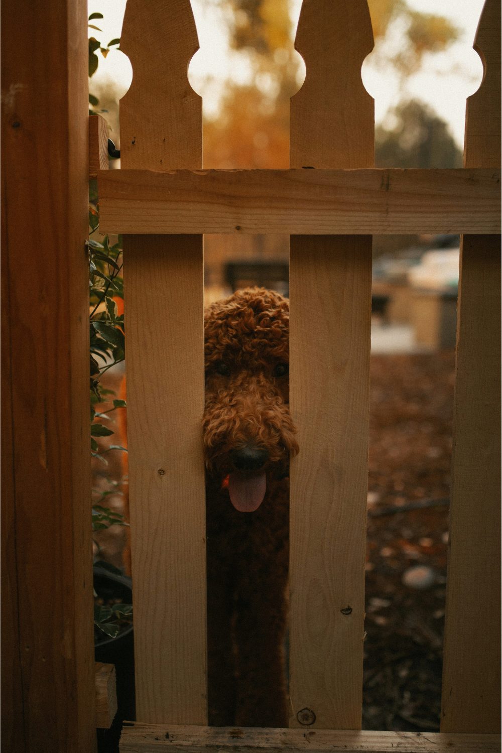 Brown dog looking through brown fence slats