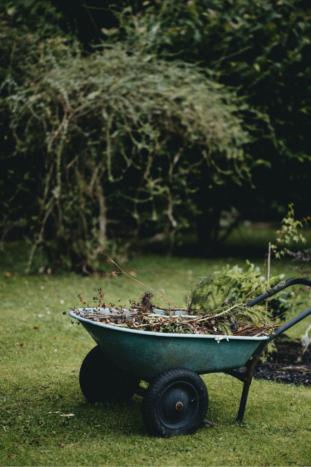 Blue wheelbarrow filled with branches on lawn in front of trees