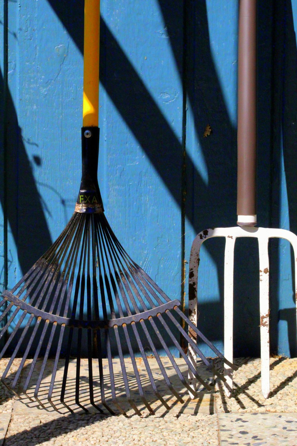 Two metal rakes on gravel path leaning against a blue wooden wall 