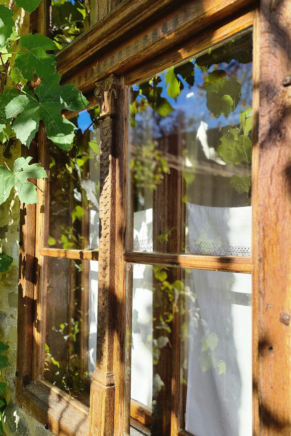 Wooden window in sunshine with vines growing over edge
