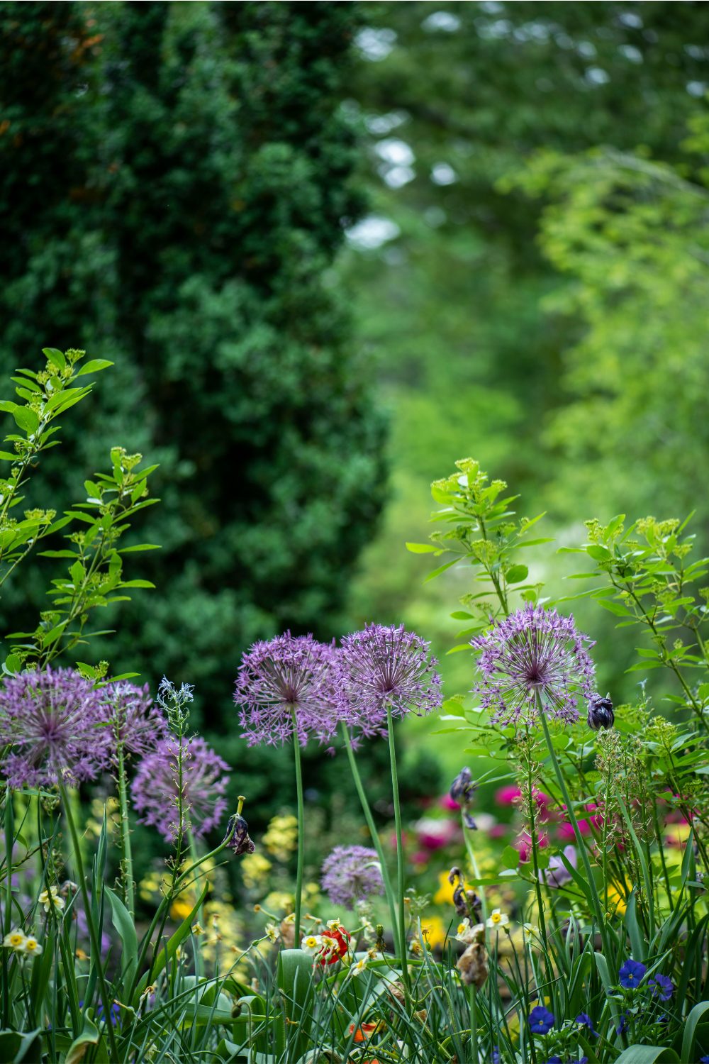 Tall purple flowers among assorted florals in garden