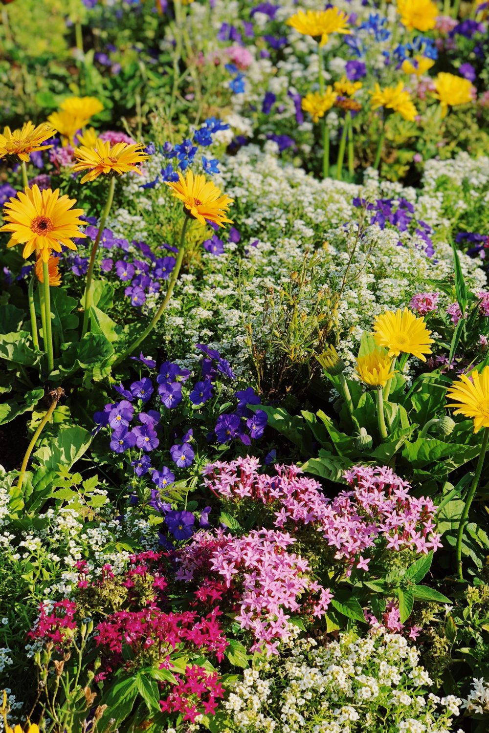 Mixture of colourful garden flowers including yellow daisies