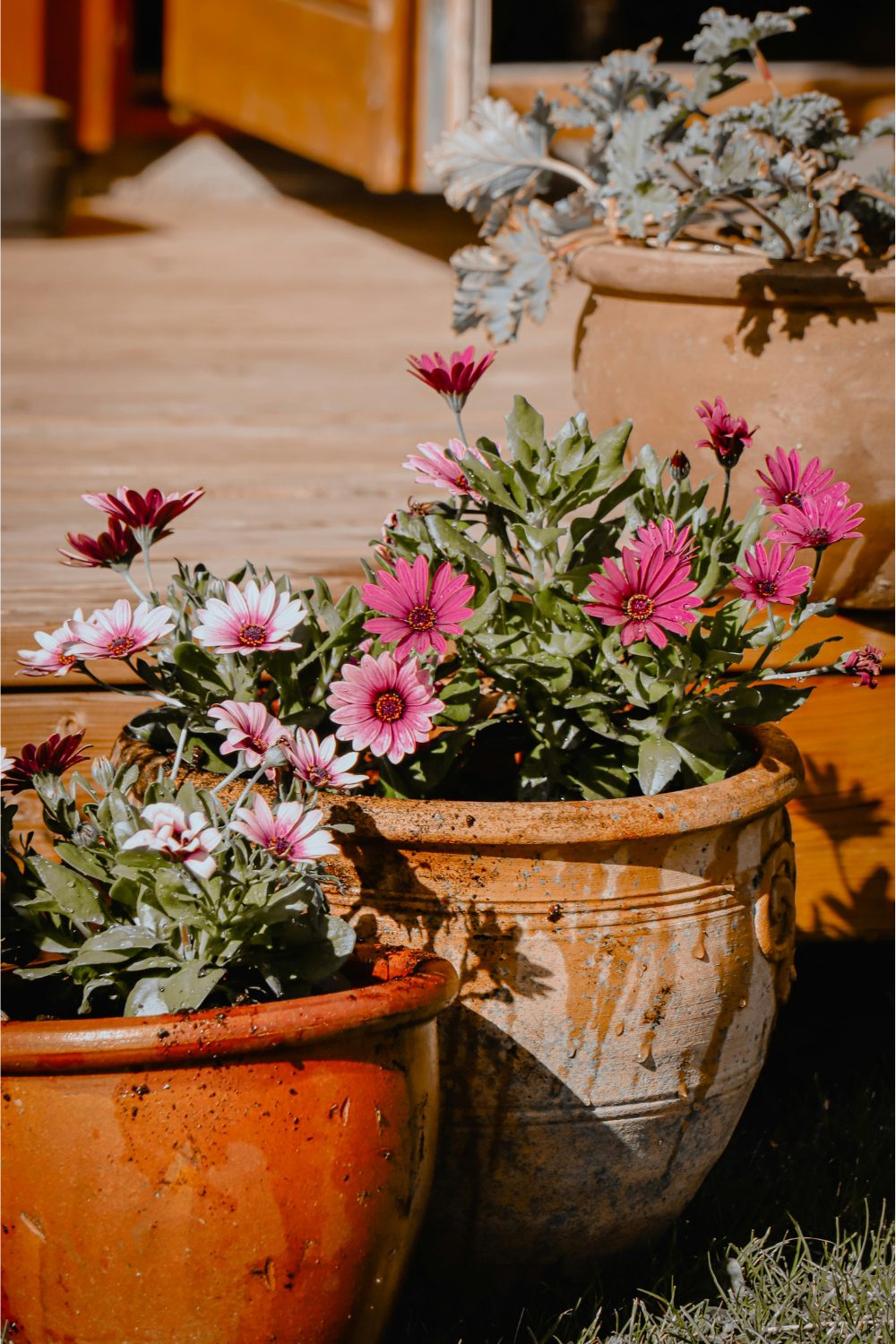 Terracotta plant pots holding pink flowers with wooden deck in background