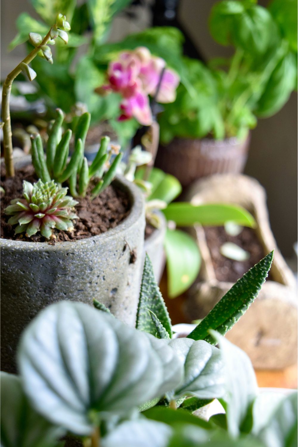 Plants and cacti in pots