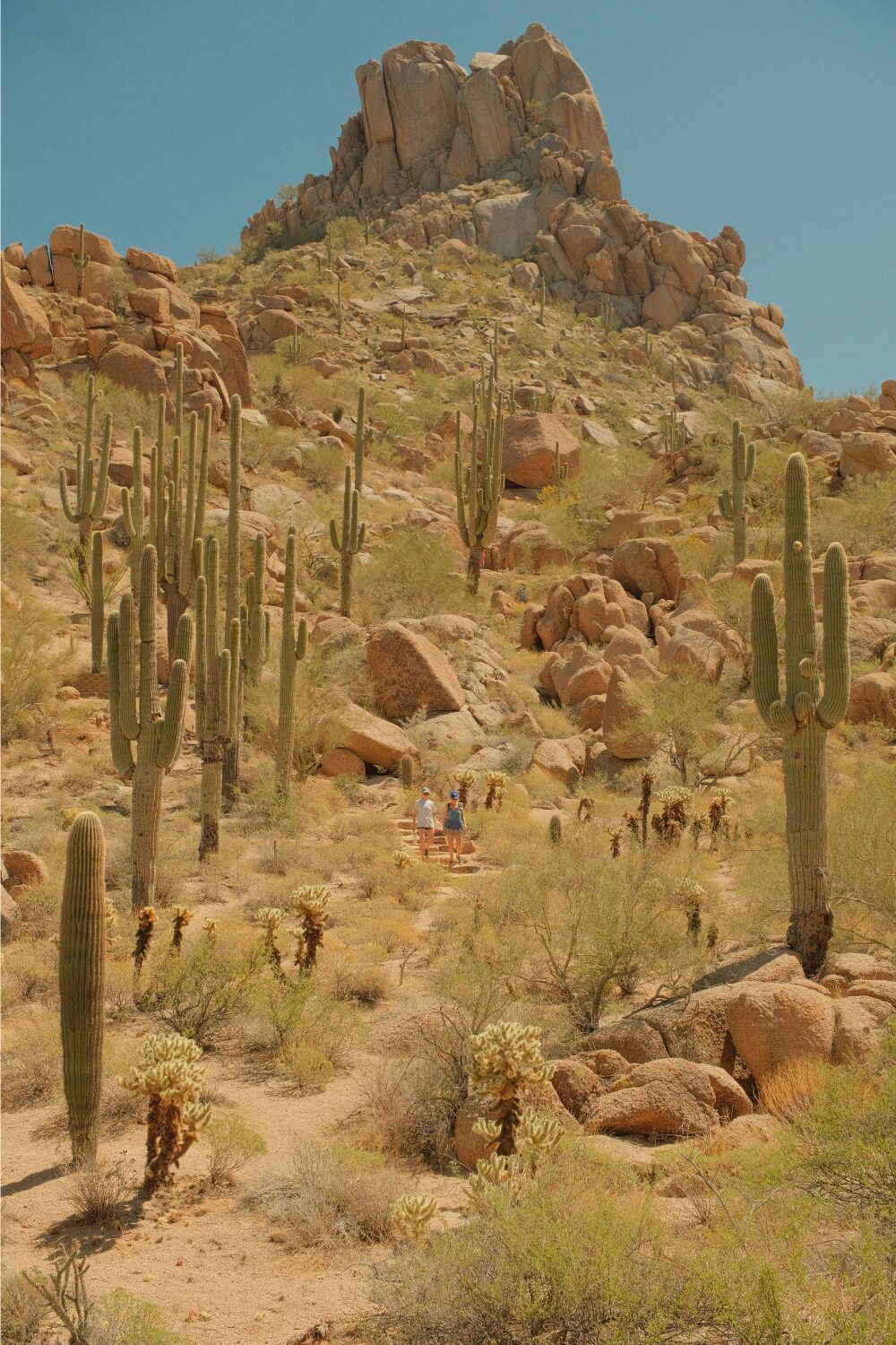 People hiking on a desert trail with tall cacti and rocky landscape