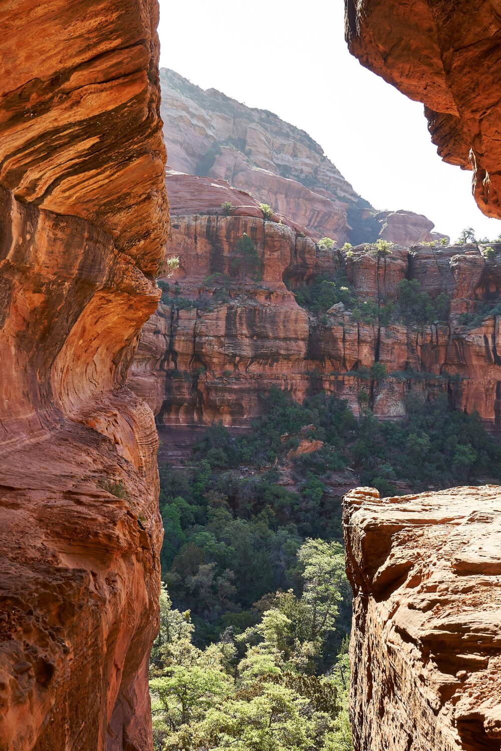 Red rock cliffs with green trees