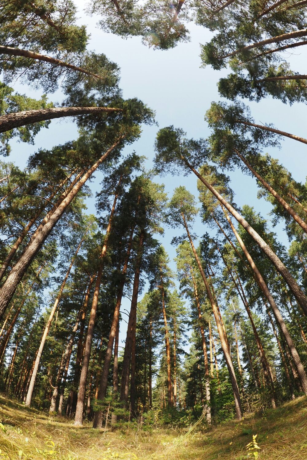 Ring of tall trees against blue sky