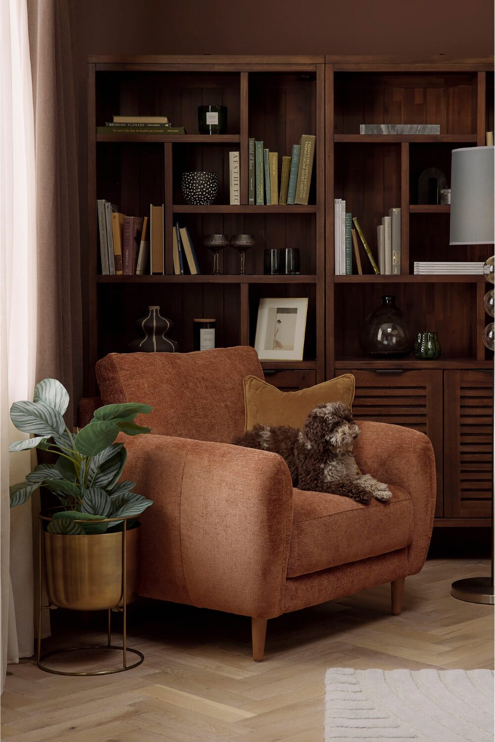 Black & white dog sitting in terracotta armchair next to gold plant pot and dark wood shelving holding books and vases