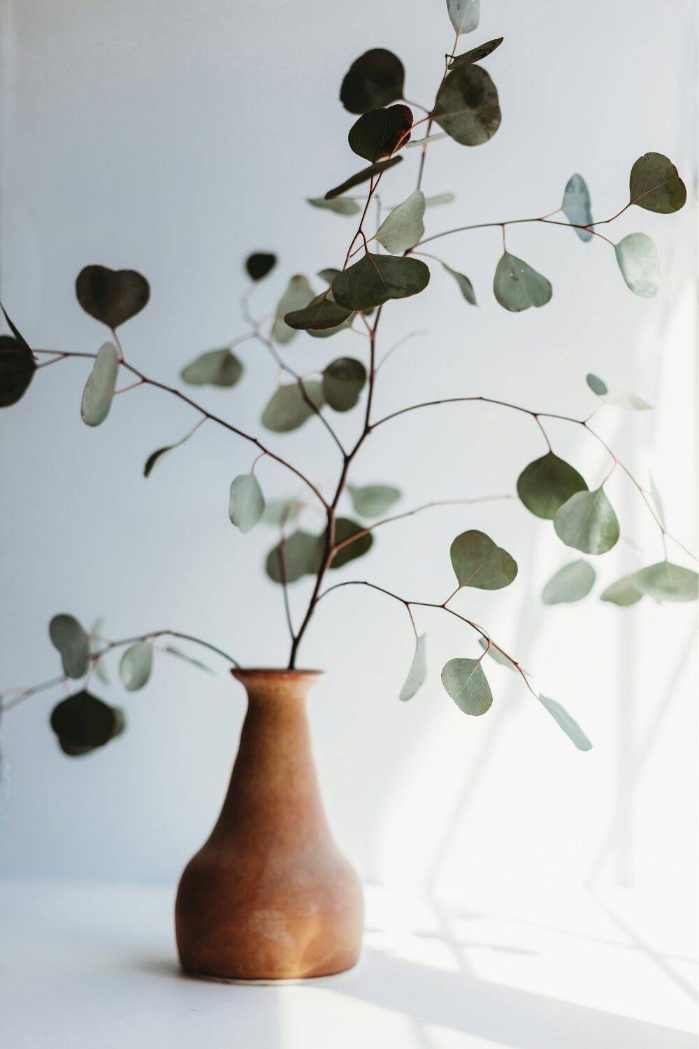 Eucalyptus branches in a brown vase