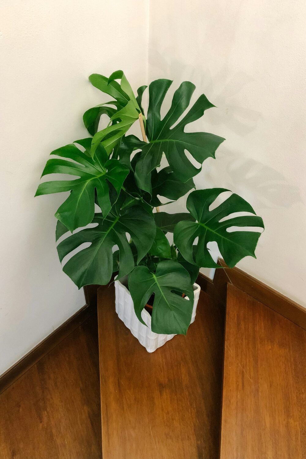 Monstera plant in white vase on wooden stair