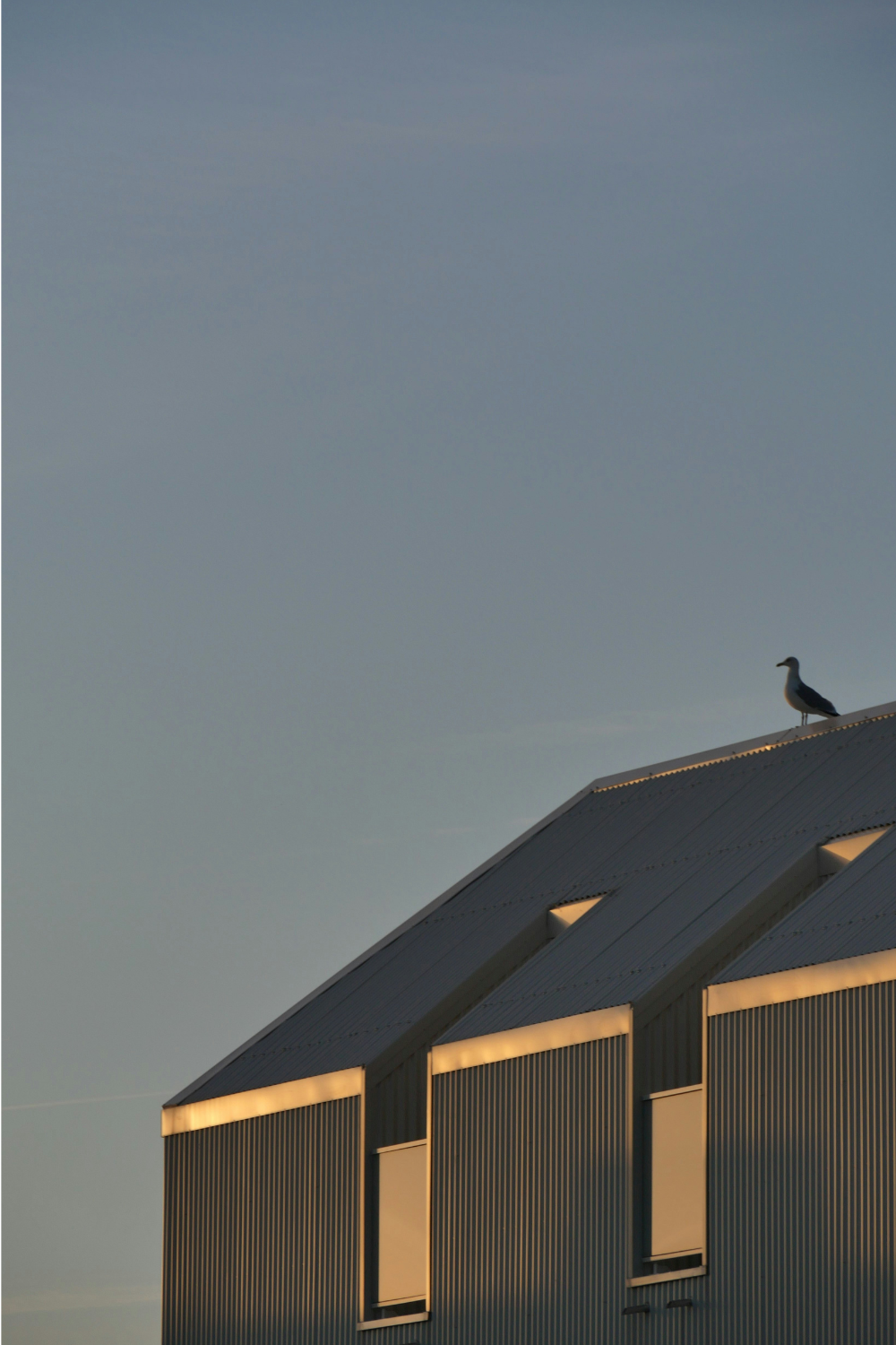 Metal building at sunset with seagull sitting on roof