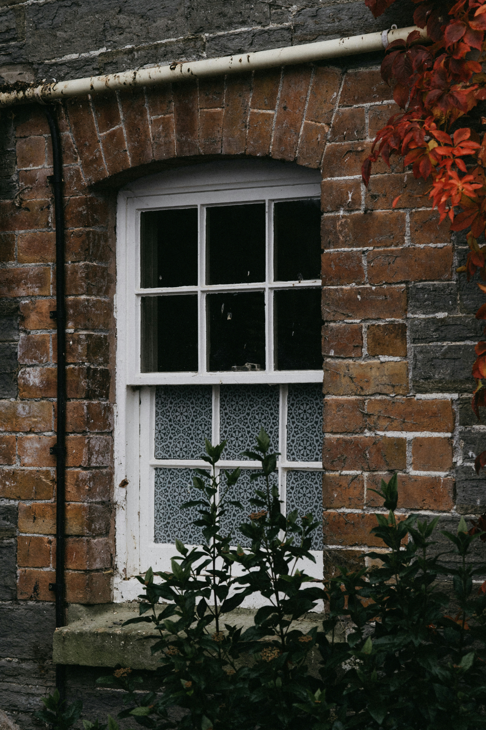 Plant growing in front of sash window in brick building