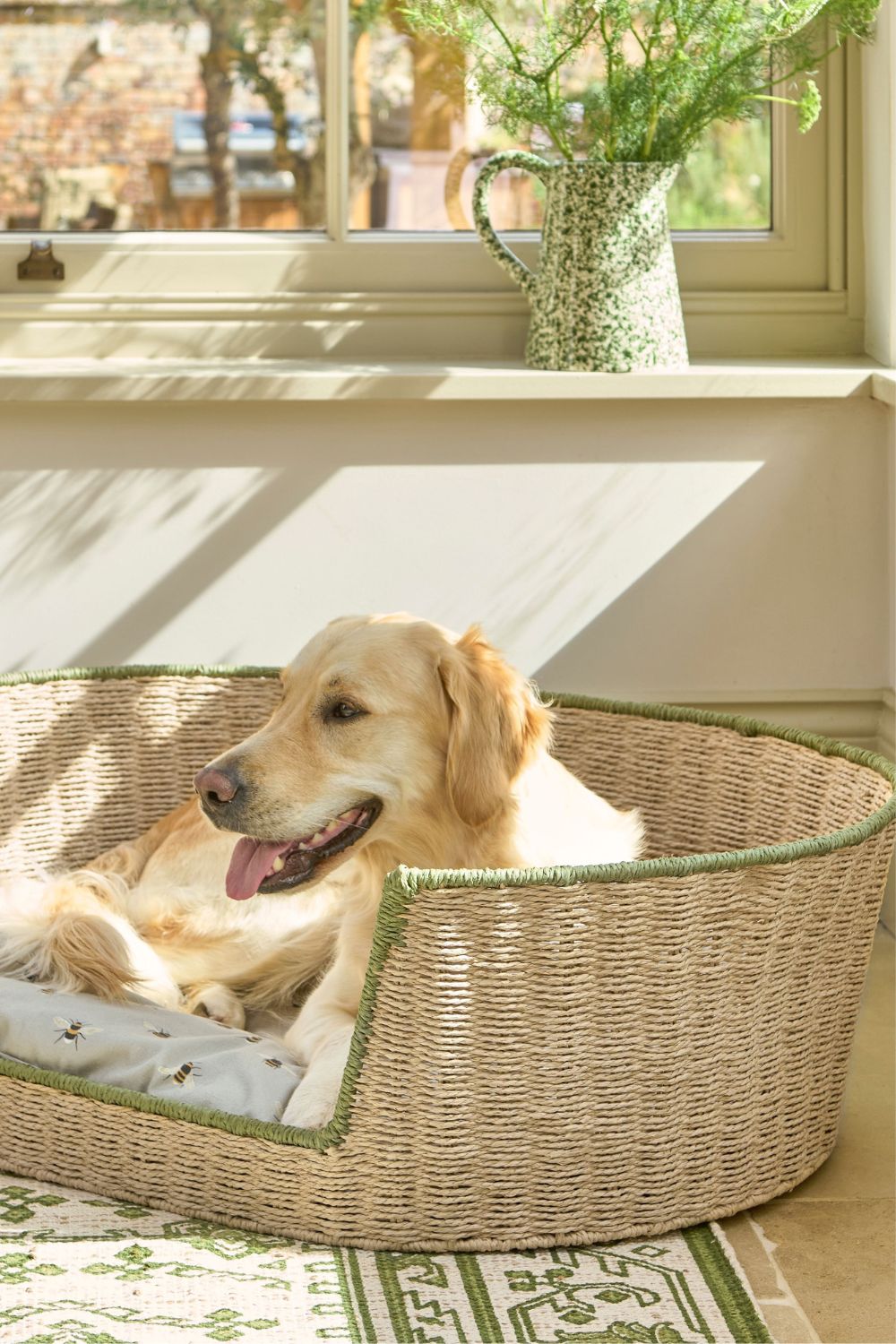 Bringing a Trained Dog Home: How to Get your House Ready